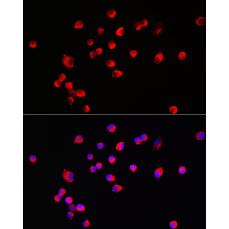 Immunofluorescence - Anti-HRH3/H3R Antibody (A90152) - Antibodies.com