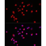 Immunofluorescence - Anti-HRH3/H3R Antibody (A90152) - Antibodies.com