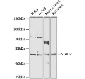 Western Blot - Anti-STAU2 Antibody (A90154) - Antibodies.com