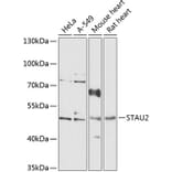 Western Blot - Anti-STAU2 Antibody (A90154) - Antibodies.com