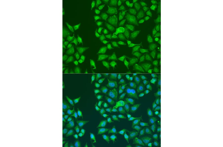 Immunofluorescence - Anti-STAU2 Antibody (A90154) - Antibodies.com