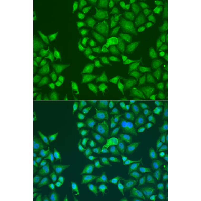 Immunofluorescence - Anti-STAU2 Antibody (A90154) - Antibodies.com