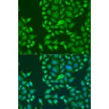 Immunofluorescence - Anti-STAU2 Antibody (A90154) - Antibodies.com