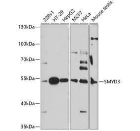 Western Blot - Anti-SMYD3 Antibody (A90155) - Antibodies.com