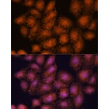 Immunofluorescence - Anti-SMYD3 Antibody (A90155) - Antibodies.com