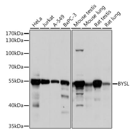 Western Blot - Anti-BYSL Antibody (A90157) - Antibodies.com
