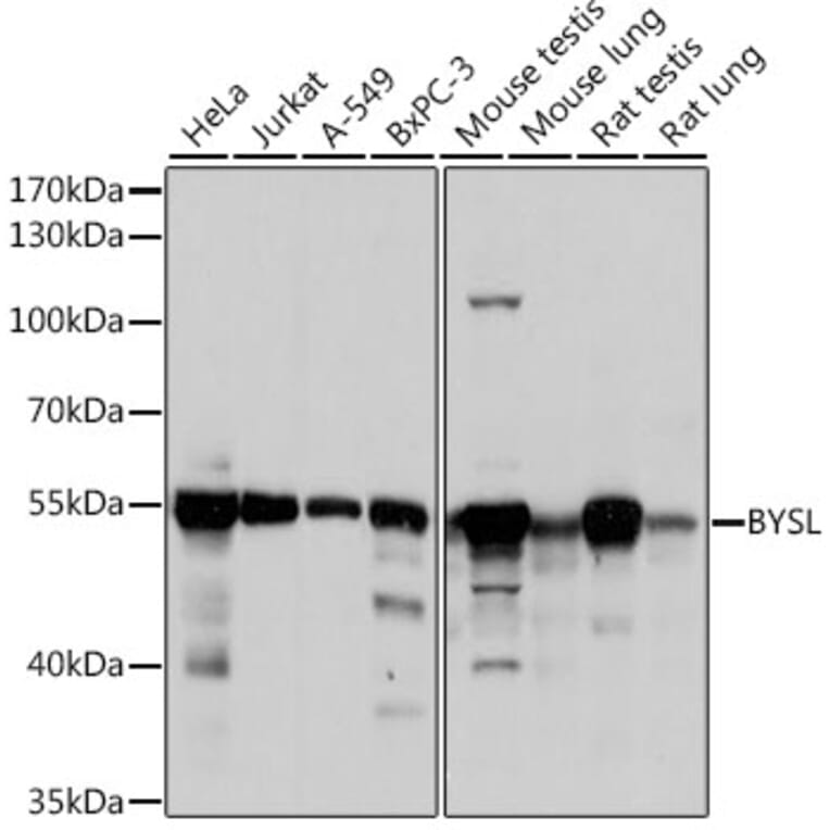 Western Blot - Anti-BYSL Antibody (A90157) - Antibodies.com