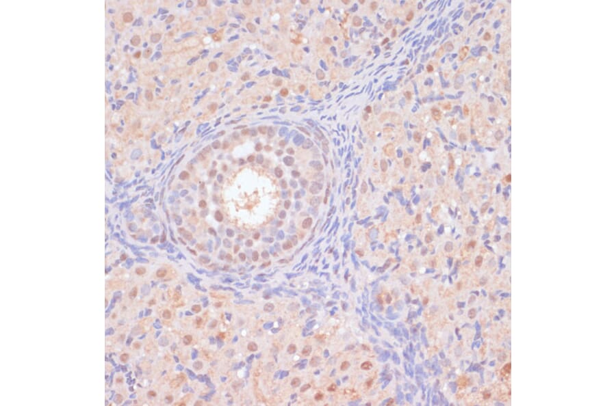 Immunohistochemistry - Anti-BYSL Antibody (A90157) - Antibodies.com