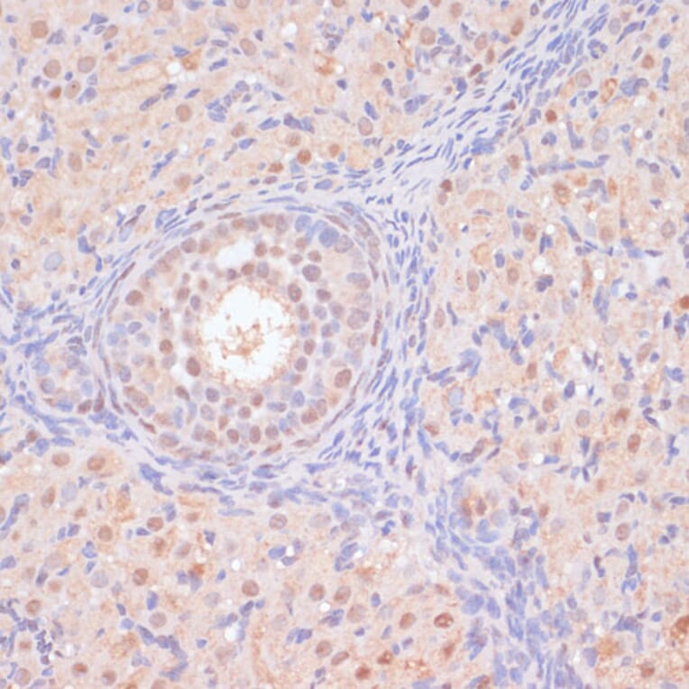 Immunohistochemistry - Anti-BYSL Antibody (A90157) - Antibodies.com