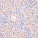 Immunohistochemistry - Anti-BYSL Antibody (A90157) - Antibodies.com