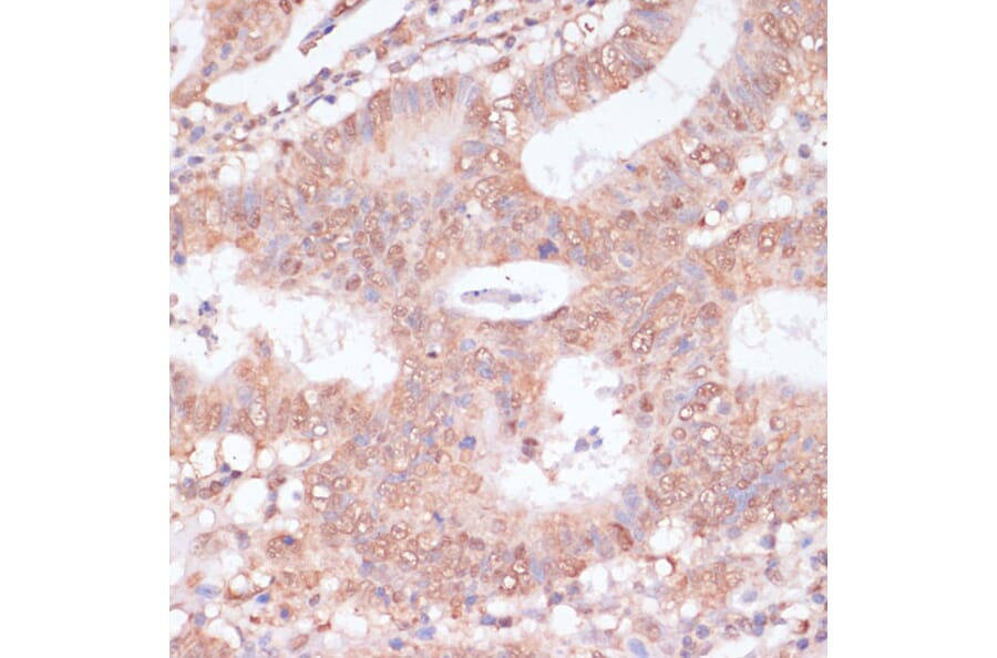 Immunohistochemistry - Anti-BYSL Antibody (A90157) - Antibodies.com