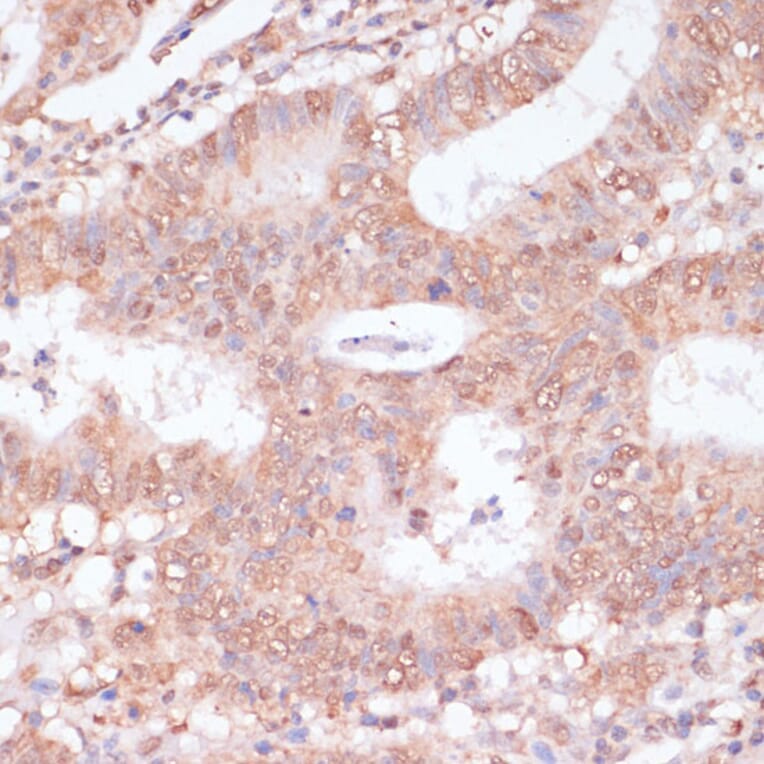 Immunohistochemistry - Anti-BYSL Antibody (A90157) - Antibodies.com