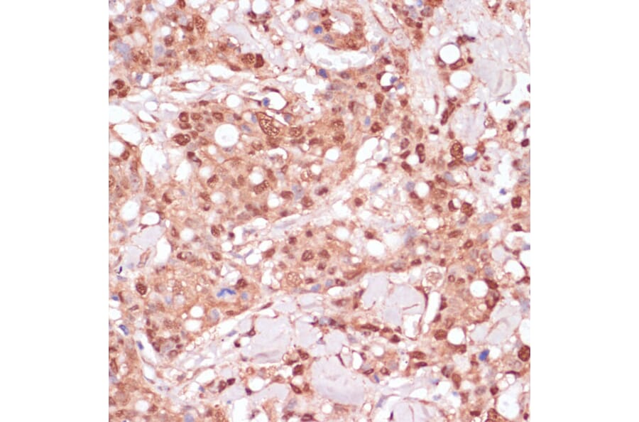 Immunohistochemistry - Anti-BYSL Antibody (A90157) - Antibodies.com