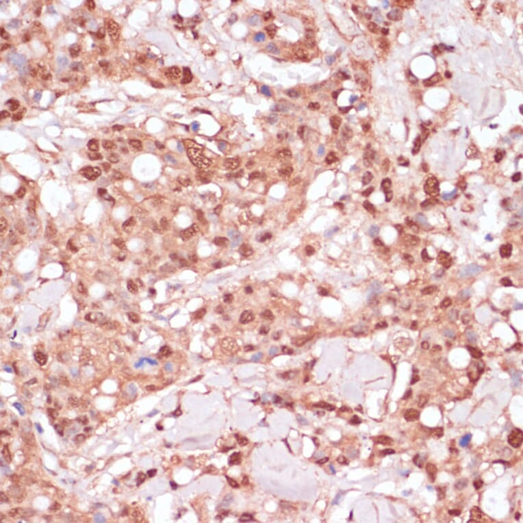 Immunohistochemistry - Anti-BYSL Antibody (A90157) - Antibodies.com