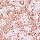 Immunohistochemistry - Anti-BYSL Antibody (A90157) - Antibodies.com