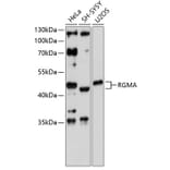 Western Blot - Anti-RGMA Antibody (A4878) - Antibodies.com