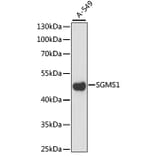 Western Blot - Anti-Sphingomyelin Synthase 1 Antibody (A90160) - Antibodies.com