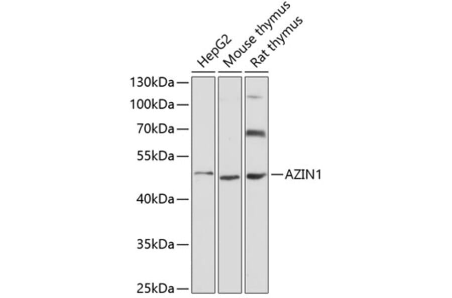 Western Blot - Anti-Antizyme inhibitor 1 Antibody (A90169) - Antibodies.com