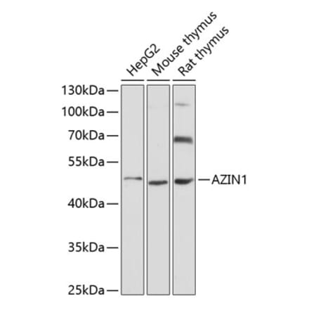 Western Blot - Anti-Antizyme inhibitor 1 Antibody (A90169) - Antibodies.com