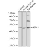 Western Blot - Anti-Antizyme inhibitor 1 Antibody (A90169) - Antibodies.com