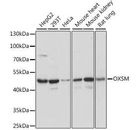 Western Blot - Anti-OXSM Antibody (A90174) - Antibodies.com