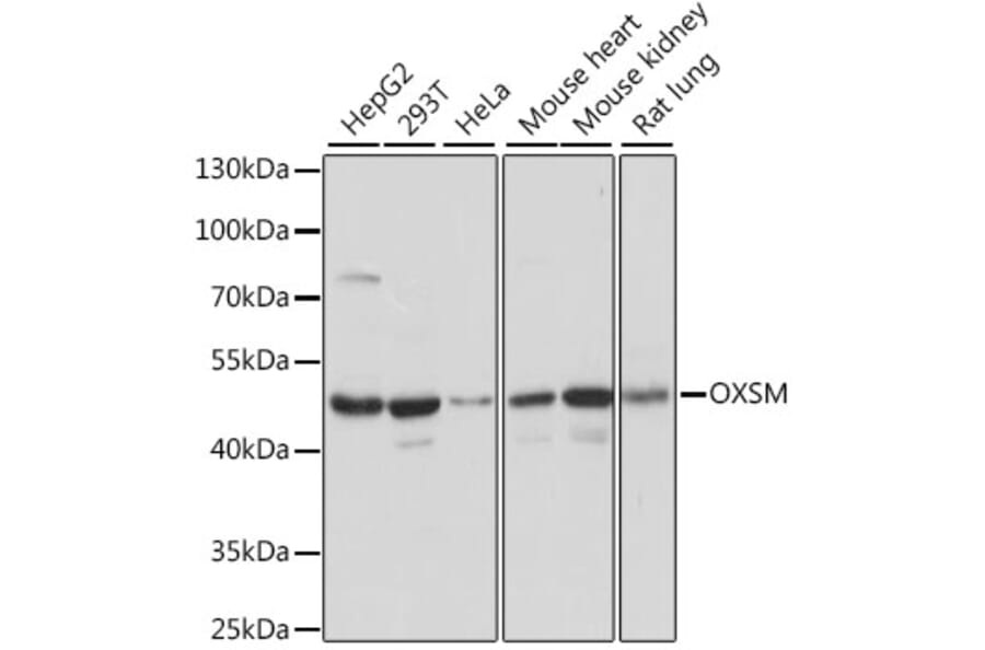 Western Blot - Anti-OXSM Antibody (A90174) - Antibodies.com