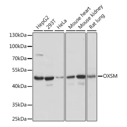 Western Blot - Anti-OXSM Antibody (A90174) - Antibodies.com