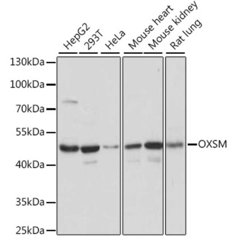 Western Blot - Anti-OXSM Antibody (A90174) - Antibodies.com