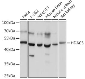 Western Blot - Anti-HDAC3 Antibody (A90175) - Antibodies.com