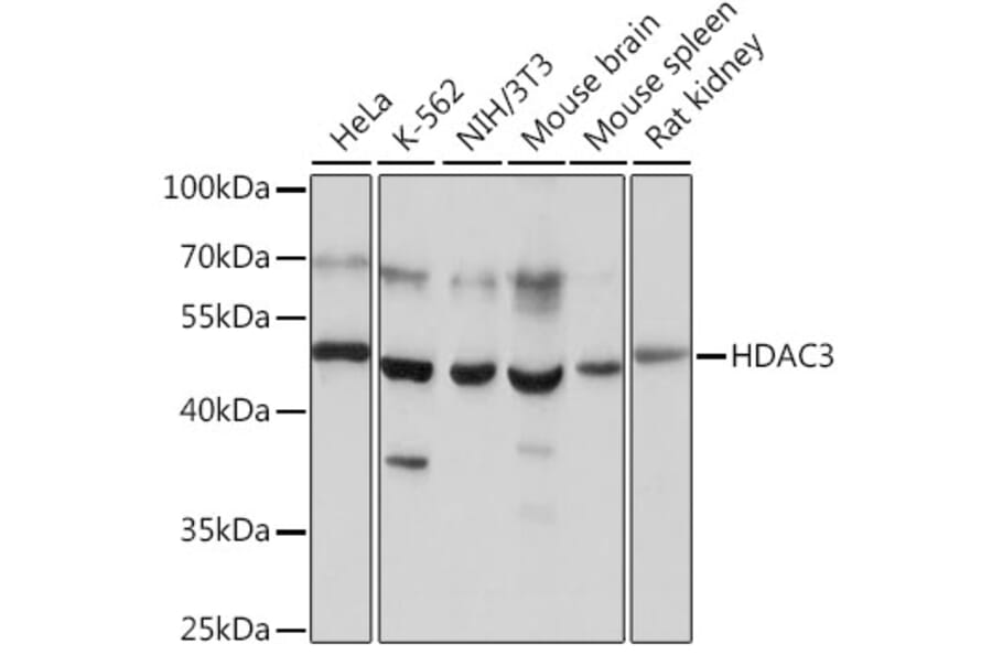 Western Blot - Anti-HDAC3 Antibody (A90175) - Antibodies.com