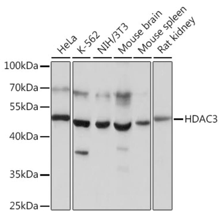 Western Blot - Anti-HDAC3 Antibody (A90175) - Antibodies.com