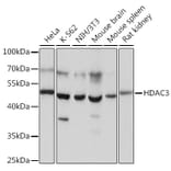 Western Blot - Anti-HDAC3 Antibody (A90175) - Antibodies.com