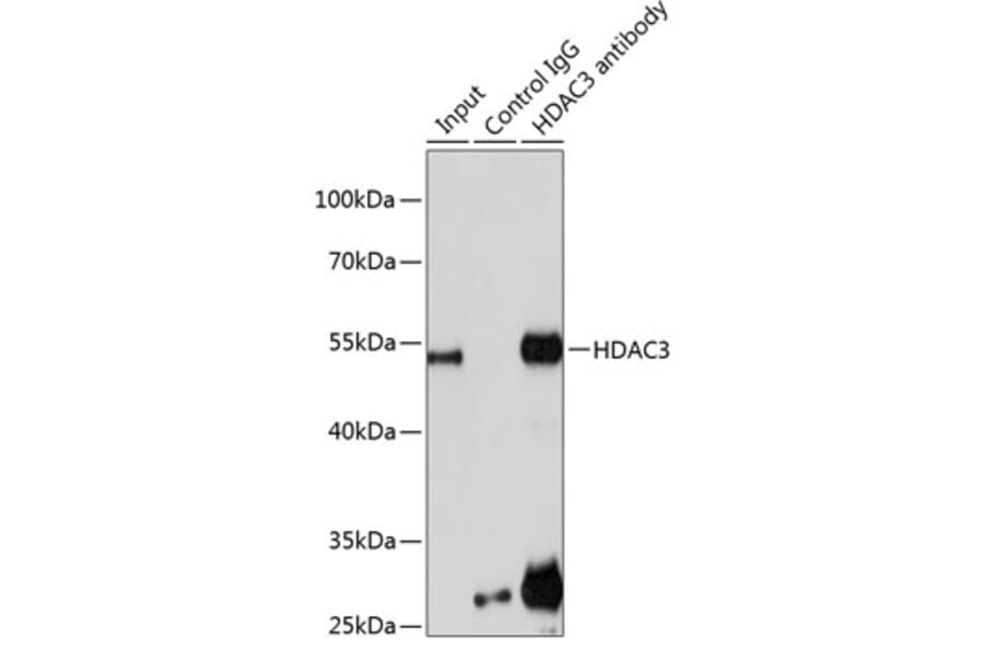 Western Blot - Anti-HDAC3 Antibody (A90175) - Antibodies.com
