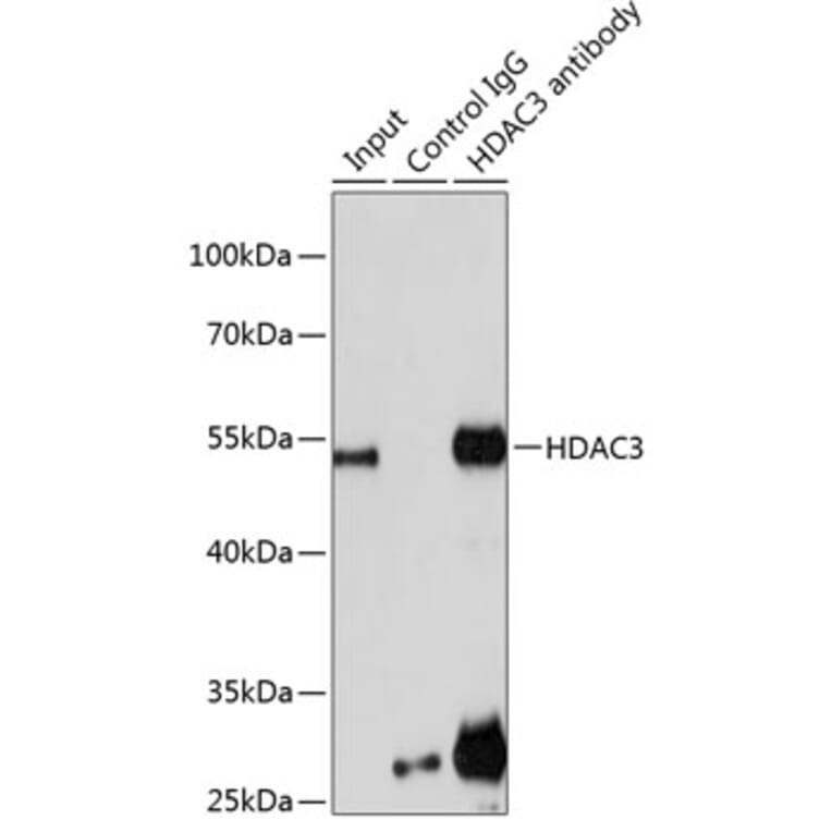 Western Blot - Anti-HDAC3 Antibody (A90175) - Antibodies.com