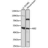 Western Blot - Anti-ABI2 Antibody (A90178) - Antibodies.com