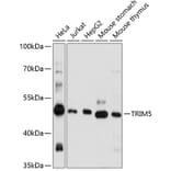 Western Blot - Anti-TRIM5 alpha Antibody (A90179) - Antibodies.com