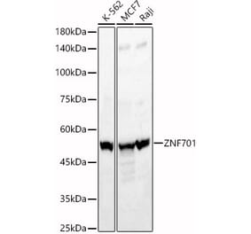 Western Blot - Anti-ZNF701 Antibody (A90180) - Antibodies.com
