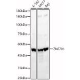 Western Blot - Anti-ZNF701 Antibody (A90180) - Antibodies.com