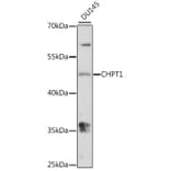 Western Blot - Anti-CHPT1/CPT1 Antibody (A90181) - Antibodies.com