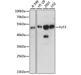 Western Blot - Anti-FUT3 Antibody (A90182) - Antibodies.com