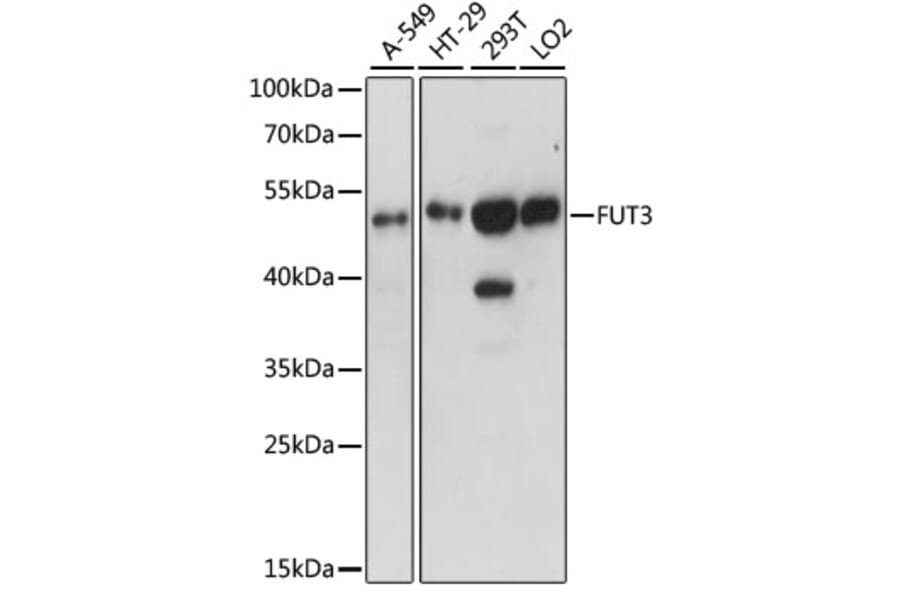 Western Blot - Anti-FUT3 Antibody (A90182) - Antibodies.com