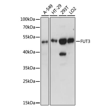 Western Blot - Anti-FUT3 Antibody (A90182) - Antibodies.com