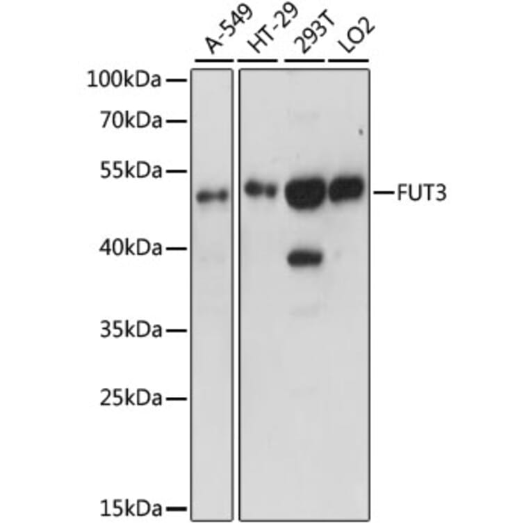 Western Blot - Anti-FUT3 Antibody (A90182) - Antibodies.com