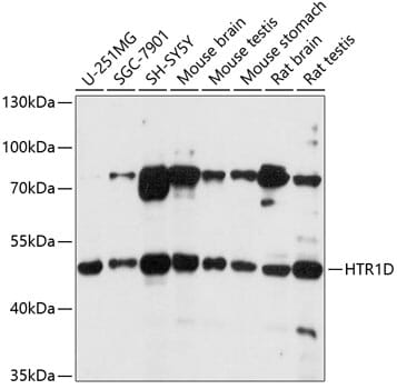Western blot analysis of extracts of various cell lines, using Anti-HTR1D Antibody (A1726) at 1:1,000 dilution.
Secondary antibody: Goat Anti-Rabbit IgG (H+L) (HRP) (AS014) at 1:10,000 dilution.
Lysates / proteins: 25µg per lane.
Blocking buffer: 3% non-fat dry milk in TBST.
Detection: ECL Basic Kit (RM00020).
Exposure time: 10s.