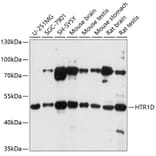 Western Blot - Anti-5HT1D Receptor Antibody (A90183) - Antibodies.com