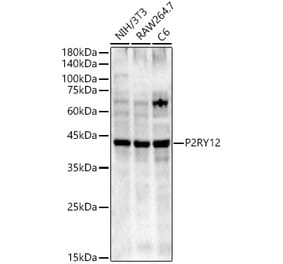 Western Blot - Anti-P2Y12 Antibody (A90184) - Antibodies.com