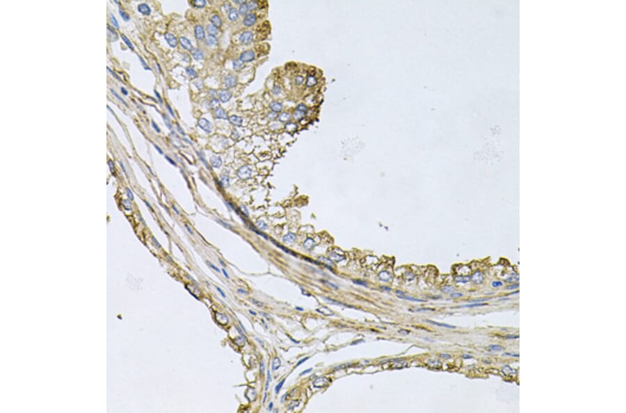 Immunohistochemistry - Anti-ApoE Antibody (A12400) - Antibodies.com