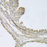 Immunohistochemistry - Anti-ApoE Antibody (A12400) - Antibodies.com