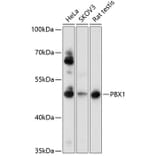 Western Blot - Anti-PBX1 Antibody (A0124) - Antibodies.com