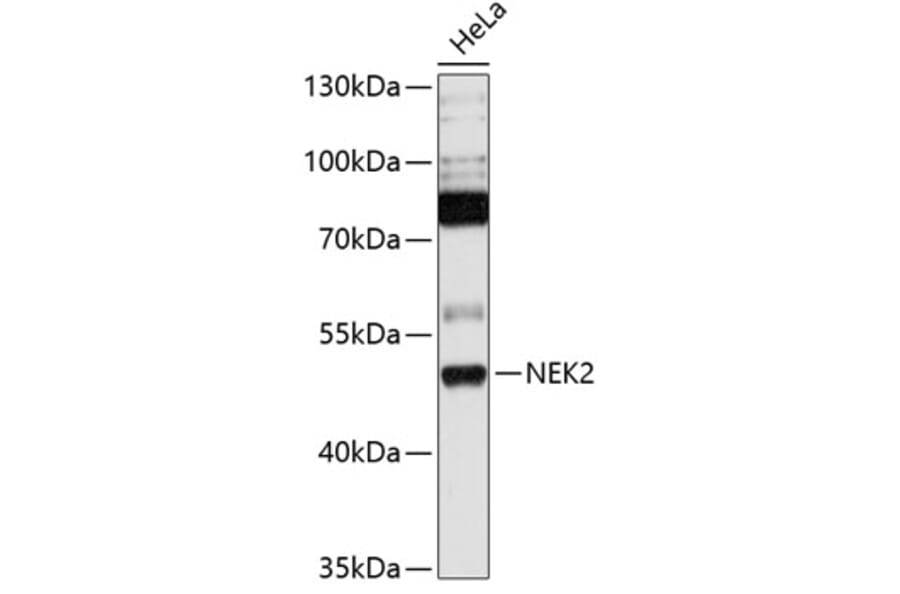 Western Blot - Anti-NEK2 Antibody (A90191) - Antibodies.com